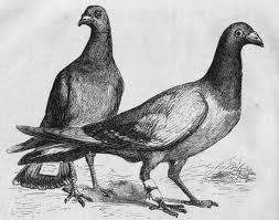Messenger pigeons? Courtesy of en.wikipedia.org via Google search for images licensed for commercial reuse with modification. 