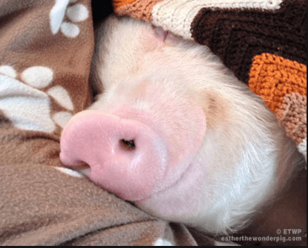 Esther the wonder pig. Everybody needs to know Esther! :)